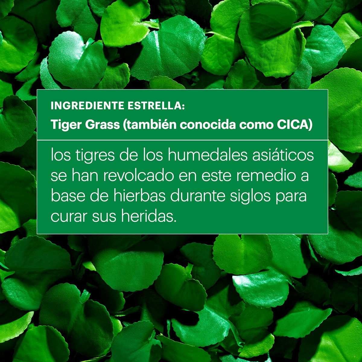 CICAPAIR™ TIGER GRASS CREAM 50ML (CREMA)